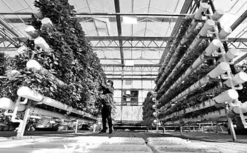 未来农业科技的三大突破 植物工厂、智慧农业与功能食品引领变革